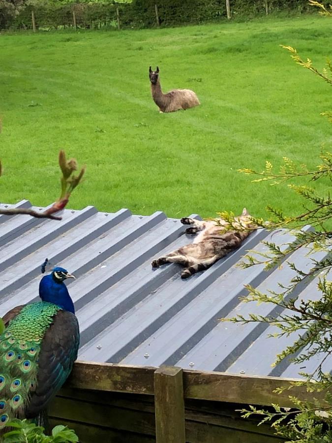 The Peacock Shepherds Hut At Hafoty Boeth Corwen Kültér fotó